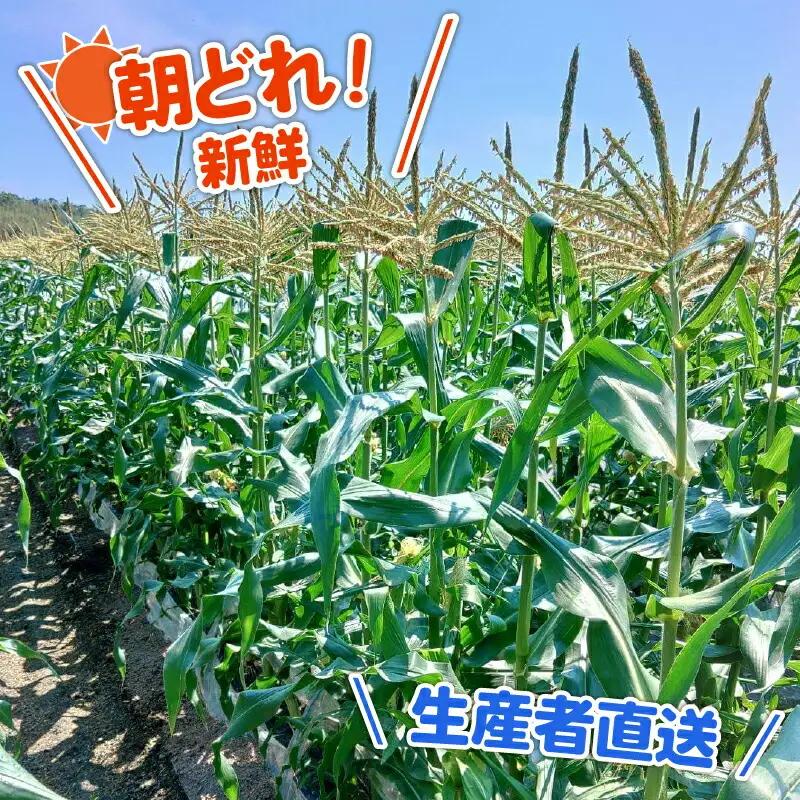 【2026年先行予約 / 数量限定 とうもろこし】 フルーツコーン バイカラー種 10～12本 とうもろこし