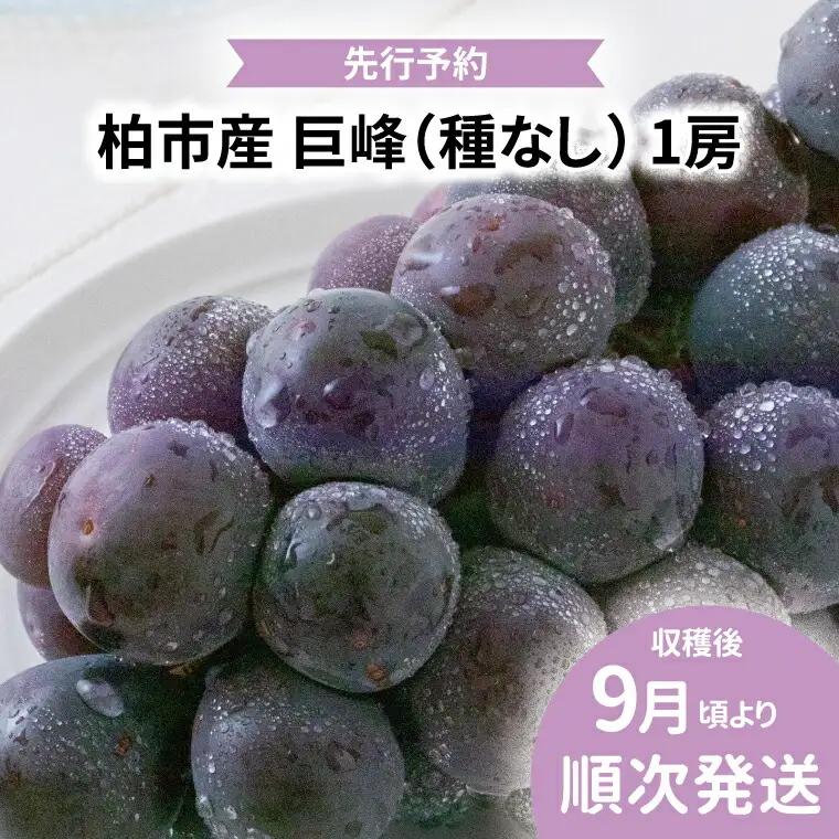 巨峰 種なし 千葉県産 巨峰【1房】【先行予約】