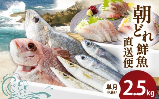 【単月お届け】大和海商の朝どれ鮮魚直送便　2.5kg N072-YA3340