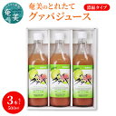 【ふるさと納税】 ジュース グァバ 希釈 500ml 3本 セット 瓶 奄美産 とれたて 果物 南国フルーツ