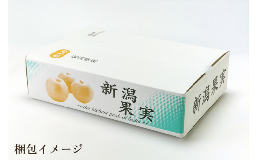 【2026年先行予約】【贈答用】和梨 秋麗 3kg（6?10玉）《9月上旬から順次発送》 果物 なし 梨 フルーツ 新鮮 産地 加茂市 まるさん金子果樹園