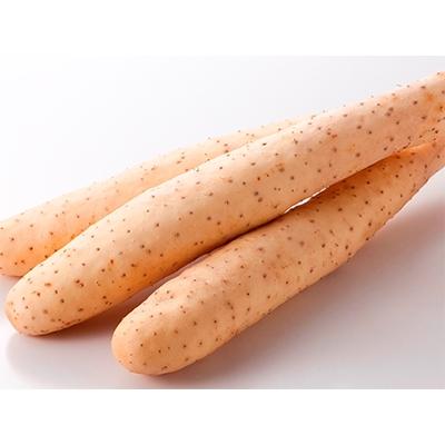 ふるさと納税 東北町 青森県特産ながいも　A2L(12本入)約10kg |  | 01