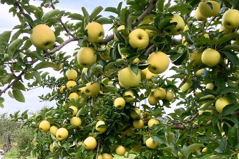 【寄附金額見直しました】飲み比べ 無添加 ストレート りんごジュース 180ｍl × 12本セット 前田りんご園 リンゴ 果汁 林檎 飲料 アップル 果物 フルーツ 青森 飲み物 ドリンク