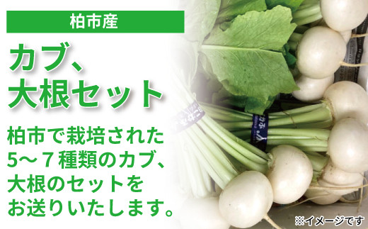 
            柏市場直送カブと大根セット 〈先行予約 2026年1月順次発送〉 〈 かぶ 詰め合わせ 野菜 カブ ダイコン 旬 国産 産地直送 千葉県産 柏市産 おいしい 新鮮 蕪 鍋 シチュー 煮物 スープ サラダ おすすめ 大量 季節限定 〉
          