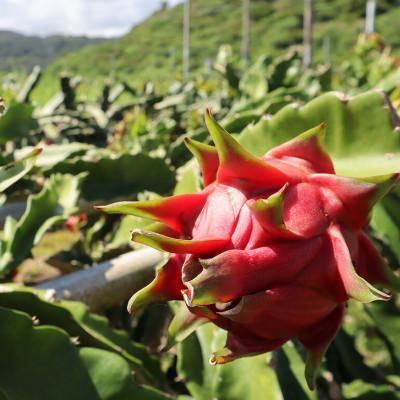 ふるさと納税 国頭村 【2026年8月から順次発送】やんばる産のドラゴンフルーツ赤 4〜6玉 |  | 01