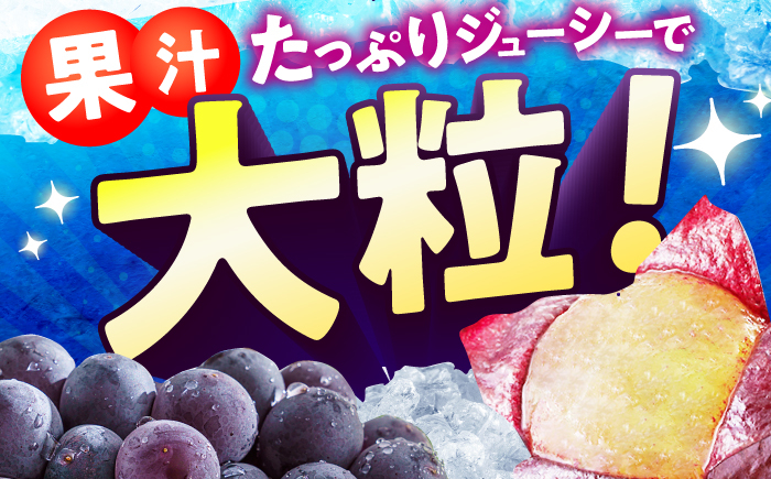 果物 くだもの ブドウ ぶどう 葡萄 巨峰
