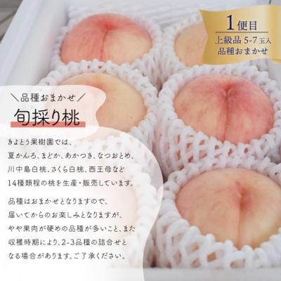 ふるさと納税 真庭市 【発送月固定定期便】【2026年先行予約】桃とピオーネ&シャインマスカットの上級品(岡山県産)全2回 |  | 01