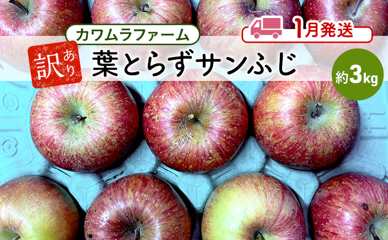 りんご 【1月発送】カワムラファーム 訳あり 葉とらず サンふじ 約3kg 【弘前市産 青森りんご】 青森 弘前