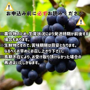 【南信州高森産】ナガノパープル 約1kg(1房～3房)