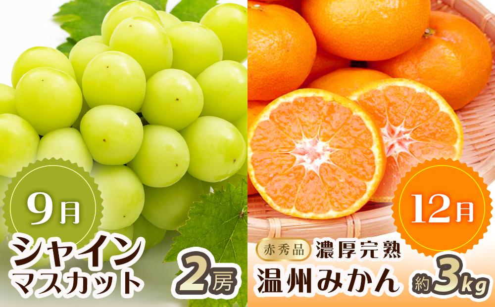 【2・8・9・12月 全4回 定期便 】紀州和歌山産旬のフルーツセット（不知火・種なし巨峰・シャインマスカット・みかん）【UT123】