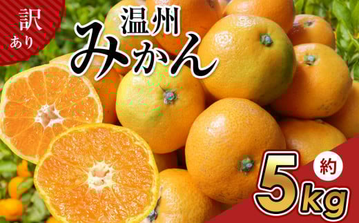 訳あり 温州 みかん 約 5kg | フルーツ 果物 くだもの 柑橘 ミカン みかん 温州ミカン 熊本県 玉名市