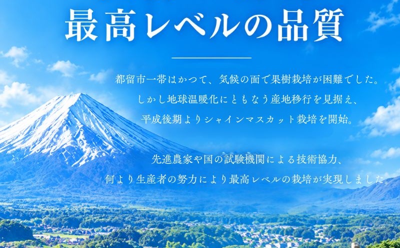 【2027年先行予約】　シャインマスカット約1.5kg（3~4房） 山梨 フルーツ 人気 甘い 糖度  ぶどう シャイン マスカット 名産 糖度 大粒 種無し 種なし やまなし 葡萄 ブドウ フルーツ