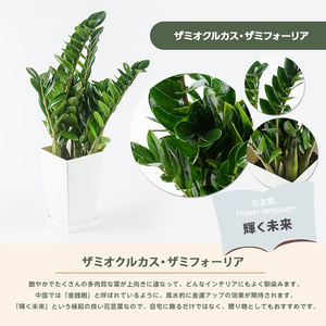 2026年4月上旬～発送【観葉植物】ザミオクルカス・ザミフォーリア 55cm～75cm(JAいぶすき/025-2021) 観葉植物 植物 グリーン 鉢 おしゃれ 大型 インテリア 室内 開店祝い 新築