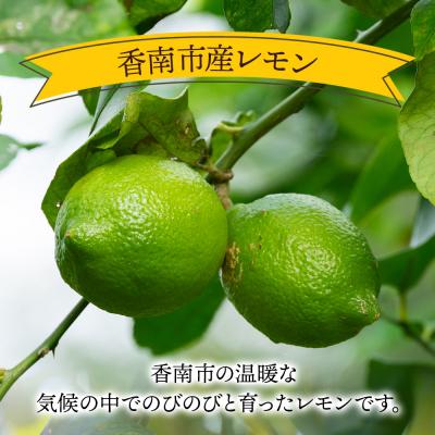 ふるさと納税 香南市 【2026年9月発送】レモン 1kg sj-0008 |  | 01