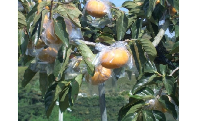 【希少】紀の川柿(種無し)約3.5～4kg・秀品｜柿 カキ フルーツ 果物 和歌山 先行予約 かき たねなし 国産 産地直送 美浜町