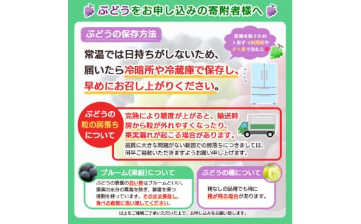 山形産 ナイヤガラ2kg 秀品(6～8房)【令和8年産先行予約】FS25