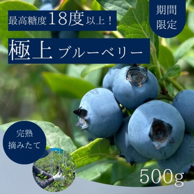 【極上】完熟 生ブルーベリー500g【配送不可地域：離島】【1515681】