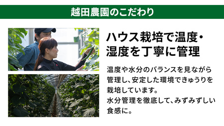 シャキッと美味しい！ きゅうり 約3kg 【2026年9月以降発送】