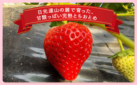 栃木県産 どっさりとちあいか【750g】 ｜ 家庭用 完熟 朝摘み 苺 いちご イチゴ とちあいか 果物 フルーツ 秀品 栃木県 壬生町 産地直送 ※2025年12月中旬頃より順次発送予定 ※離島への
