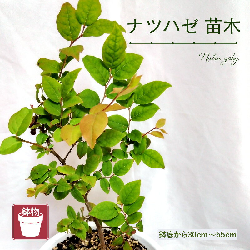 【ふるさと納税】【先行予約】ナツハゼ苗木（鉢物）約30～55cm【2027年4月中旬以降順次発送予定】【 なつはぜ お花 花 はな フラワー 苗 植物 家庭菜園 花壇 プランター ガーデニング 観葉植物 園芸 鉢物 】