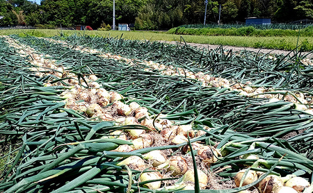 ふれあい市の会 早生玉ねぎ 5kg 淡路島 玉ねぎ タマネギ 兵庫県 洲本市 淡路島