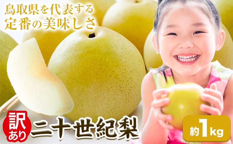 梨 なし【2026年先行予約】 二十世紀梨 約1kg《2026年8月下旬-9月下旬頃出荷》二十世紀梨 梨 ご家庭用 旬 二十世紀 鳥取県 八頭町 なし 果物 フルーツ 特産品 送料無料 果汁 デザート 八頭
