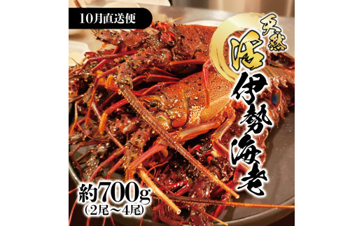 【先行予約】10月直送便 土佐獲れ 活伊勢海老 約700g（２尾～４尾） 天然 エビ　えび 伊勢エビ 海鮮 お刺身 刺し身 丸焼き しゃぶしゃぶ 故郷納税 ふるさとのうぜい 返礼品【株式会社とさもん】 [BQAE103]