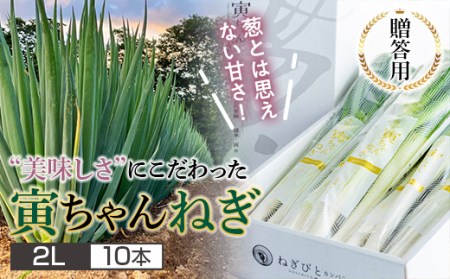 ≪2026年先行予約≫【ねぎびとカンパニー】贈答用 山形県産 寅ちゃんねぎ 2Lサイズ 10本入（2本×5袋） 2026年11月下旬から順次発送 葱 ねぎ ネギ 野菜 食品 山形県 F2Y-5336