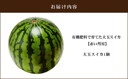 有機肥料 で育てた 大玉 スイカ 【 赤い彗星 】（ 1個 入り ） M002-007 すいか 西瓜 フルーツ 果物 果実 大玉スイカ オリジナル ジューシー 甘い 夏季限定 限定 数量限定 期間限定