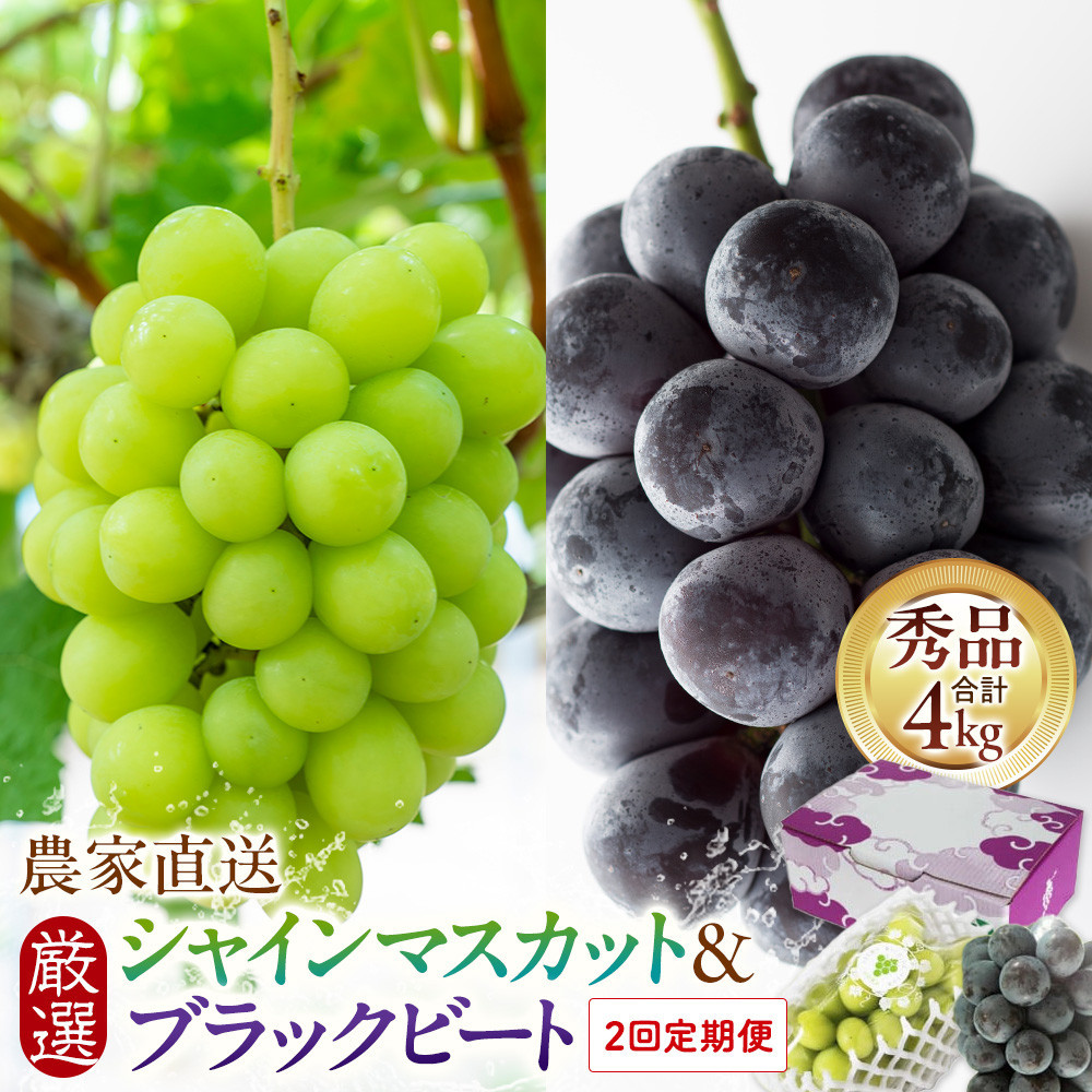 定期便2回 シャインマスカットとブラックビート 2026年8月中旬以降発送 農家直送 厳選