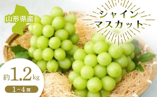 【先行予約 令和7年度発送】山形県産 シャインマスカット 約1.2kg  マスカット ぶどう ブドウ 葡萄 デザート フルーツ 果物 くだもの 果実 食品 山形県 FSY-0681