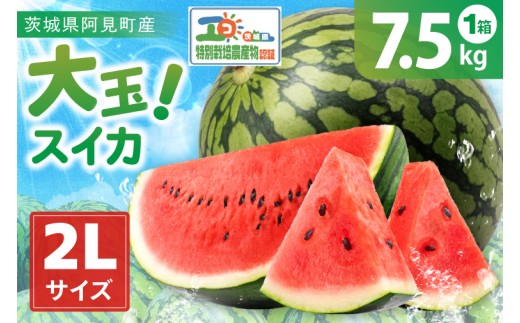 【先行予約】茨城県産大玉スイカ（2Lサイズ）【大地のめぐみ】（2025年6月中旬～6月下旬頃にお届け）【茨城県 阿見町 スイカ 1玉 すいか 西瓜 果物 くだもの フルーツ 国産 甘い 送料無料】（04-18）