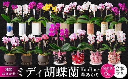 定期便 胡蝶蘭 熊本県産 ミディ 2本立ち×6回  【定期便6回】ミディ胡蝶蘭〈KouBou・華あかり〉 2本立ち