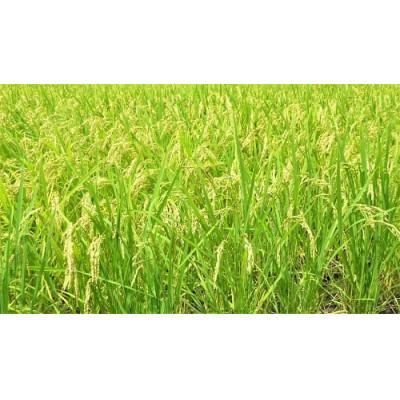 ふるさと納税 那賀町 那賀町相生産キヌヒカリ玄米10kg |  | 01