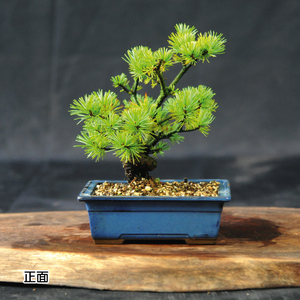 赤石の泉 赤石五葉松（鉢植え） I-30