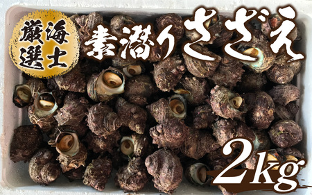 素潜りさざえ 2kg ｜サザエ 北陸 厳選 貝 [B-018006]