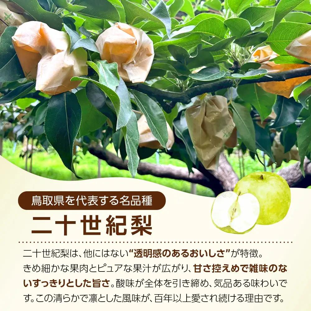 【先行予約】数量限定 二十世紀梨 5kg 梨