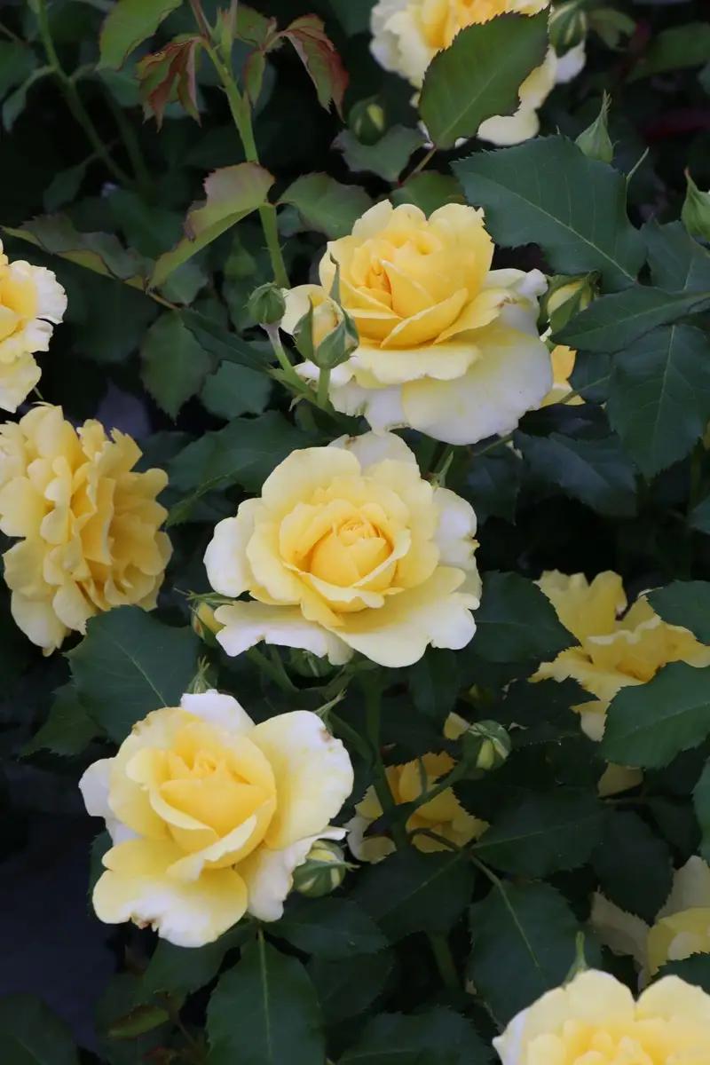 バラ苗鉢植え「長尺・つる性ゴールドバニー」　 バラ苗1鉢 ノイバラ台木 花 長尺 つるバラ 丸弁カップ咲き 返り咲き 微香8寸鉢 2年生苗 ガーデニング 初心者 母の日 父の日 誕生日 新築祝い 記念