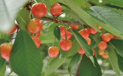 ★先行予約★【令和8年産】食の都庄内　庄内産さくらんぼ「佐藤錦」500gバラ詰め（MLサイズ）　※令和8年6月中旬～下旬頃発送予定 [HS4-269(庄内旬青果)] 佐藤錦　MLサイズ500g