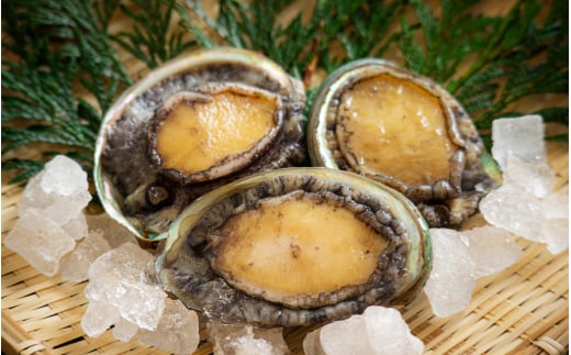 天然メガイアワビ1kg！【素潜り漁師直送】【skmn009A】