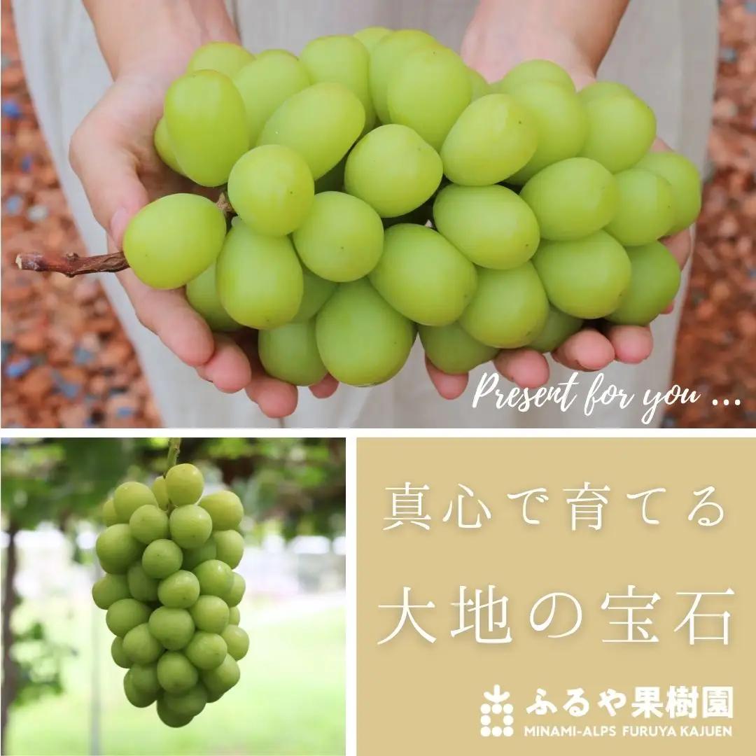 ＜2027年発送先行予約＞ ハウス栽培　南アルプス市産シャインマスカット(2房・約1.2kg)真心で育てる大地の宝石！【早期出荷】 ALPDX006