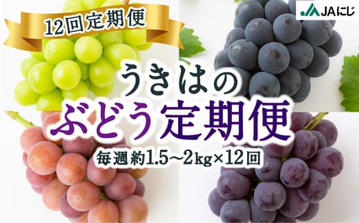 【12回定期便】うきはのぶどう定期便 2025年6月11日から2025年9月3日までの(2025年8月13日を除く)期間 毎週水曜日出荷 (約1.5kgから約2kg)×12回お届け