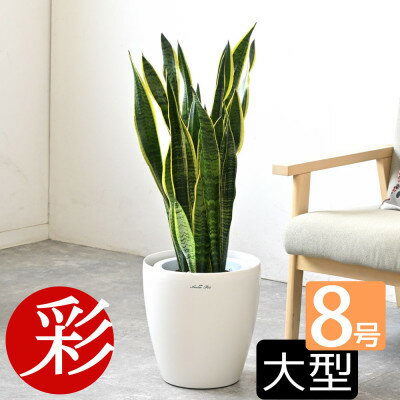 【ふるさと納税】観葉植物 サンスベリア・ローレンティー 8号鉢 ラスターポット(白)鉢カバー付き【配送不可地域：離島・沖縄県】【1707583】