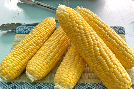 【2026年夏の予約受付開始！】信濃町名産とうもろこし『TAKA農園の恵味（めぐみ）ゴールド』2Lサイズ（1本450ｇ相当）×20本セット、約9kg／スイートコーンの人気品種、現在出荷中！ 2026年