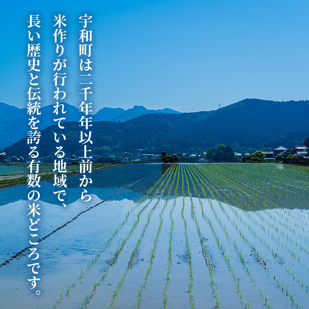 ＜令和7年産 愛媛県西予市産 コシヒカリ 5kg＞ お米 コメ こめ 白米 精米 ご飯 新鮮 5キロ 国産 愛媛県産 宇和町産 こしひかり 特産品 もとき農園 愛媛県 西予市