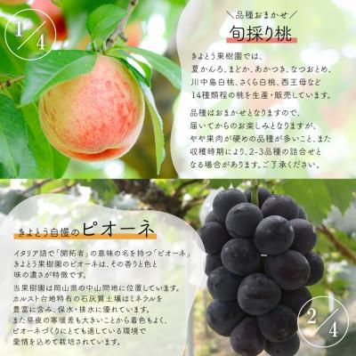 ふるさと納税 津山市 【発送月固定定期便】【2026年先行予約】桃と葡萄と梨が少しずつ届く!【お試し便】(岡山産)全4回 |  | 01