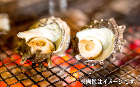 【先行予約/6月下旬より発送】若狭湾直送！天然活さざえ 2kg / 貝 さざえ 酒の肴 おつまみ バーベキュー 【配送不可地域：北海道・沖縄・離島】 小浜市 / 真魚源 [BFCJ003] 