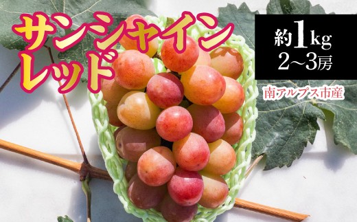 【2026年発送先行予約】南アルプス市産　サンシャインレッド約1.0kg（２～3房） ALPDD020　|  |