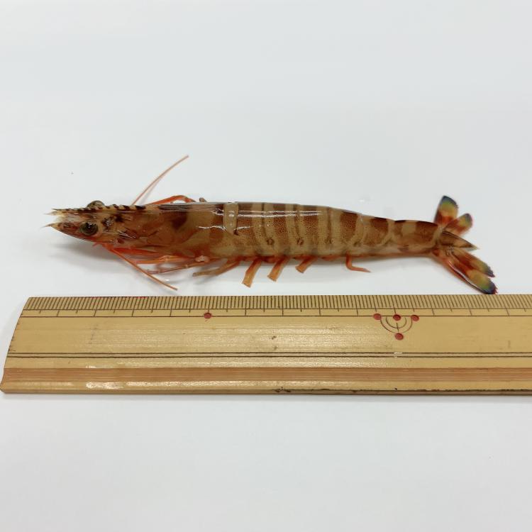 ミニ・ 車えび （ 生食用 冷凍 ・化粧箱入り）210g×3パック　NFN364  【500pt】
