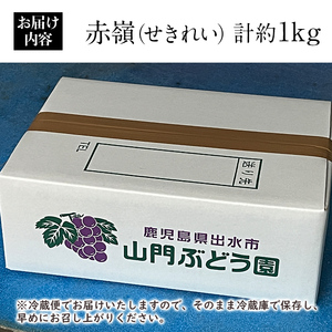 i1016 ≪数量・期間限定≫赤嶺(セキレイ) (計約1kg) ぶどう グレープ 果物 くだもの フルーツ 葡萄 旬 糖度 上品な甘さ 歯ごたえ 冷蔵 【山門ぶどう園】